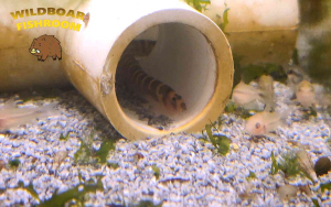 Albino pygmy corydoras | Live animal