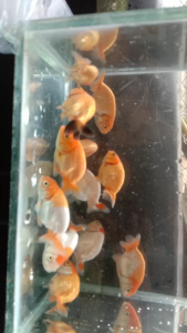 China lionzhu/中国寿星(GRED AA)(3INCI)