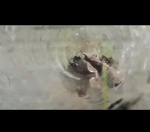 Dây Thông Tắc Cống Bằng Áp Lực Nước Máy Rửa Xe Gia Đình Ren 22mm. Kèm Đầu Béc 7 Tia