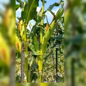 BIJI BENIH TANAMAN JAGUNG MANISE HAWAI (REPACK)