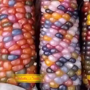 [Virladia Seeds] Biji Benih Jagung Pelangi Glass Gem Corn