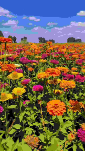100pcs Zinnia Seeds Mixed Colors | Fast Bloom 6–8 Weeks | Easy Grow Flower Seeds