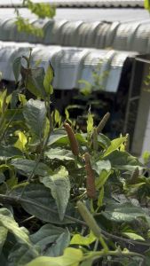 ดีปลีแห้ง ดีปลีตากแห้ง ขนาด 200 กรัม  Dried Long pepper 200 g.