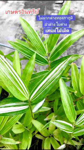 ไผ่ผากด่างทองผาภูมิ ไผ่ผากลำด่างใบด่าง