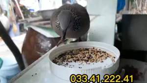 20 loại hạt k trộn bắp túi 1kg cho chim cu gáy ( ngũ cốc cho chim cu gáy)