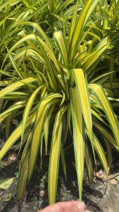 #เตยทอง (White-striped Pandanus) หรือเตยด่าง 🌿ต้นเตยทอง (White-striped Pandanus) หรือเตยด่าง  🌿เป็นไม้มงคลไม้ประดับ ใบลายสวยงามปลูกประดับสวน ริมบ่อน้ำ นิยมใช้เป็นไม้ตัดใบปักแจกัน.  เป็นทั้งพันธุ์พืชและไม้ประดับที่ใช้ประโยชน์และสวยงามในเวลาเดียวกัน มีรูป