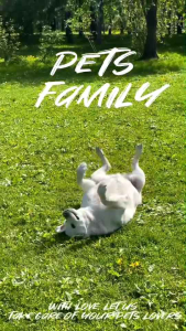 VegDogs PetsCare ชุด 4 COMPLETE IN FIVE รวมผลิตภัณฑ์ทำความสะอาด ปกป้อง ดูแล และบำรุงผิวและขนสัตว์เลี้ยง สำหรับสุนัขและแมวทุกสายพันธ์