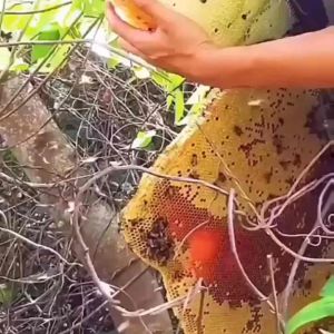 Madu 100% Murni Asli Hutan Kapuas Hulu Kalimantan Barat