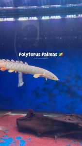 POLYTERUS PALMAS BICHIR (WC) GOLD DUST