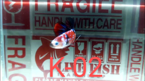 Betta Fish Male _K-02