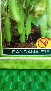 Benih Timun Bandana F1 800 Butir - Cap Panah Merah