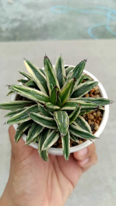 อากาเว่ วิกตอเรีย ด่างครีม Agave Victoriae Reginae Cream Compact แคคตัส กระบองเพชร