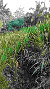 PROMO 3Kg BENIH RUMPUT ODOT SUPER Pakan Ternak Hewan Sapi Domba Kambing