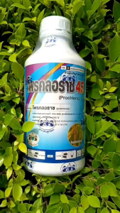 โพรคลอราซตราลิงลูกโลก