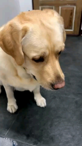 ปอดหมูอบแห้ง (Pork Lung) ขนมหมา YCrazy 140 กรัม