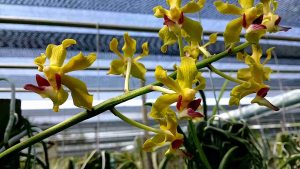 ลูกผสมสามปอยพาราฟาแลน (กล้วยไม้ใหม่ ไม่มีในท้องตลาด)