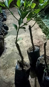 Bibit Jeruk Nipis cepat berbuah sangat bermanfaat