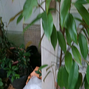 cây sầu riêng musangking gốc to cây đẹp. Cao từ 100cm