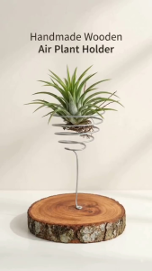 Air plant holder with spiral metal stand on wooden base