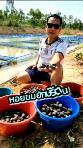 ต้นตำรับ หอยขมยักษ์รัตนะ ไซส์ 2 เดือนครึ่ง (10 แถม 2 ตัว) สายพันธุ์แท้ 100% จากฟาร์มสวนเกษตรนานาพันธุ์