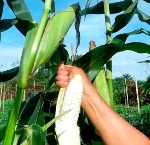 Biji | Benih Tanaman Jagung Pulut Putih