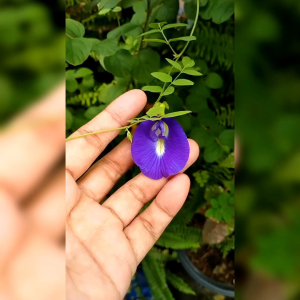 BIJI BENIH TANAMAN BUNGA TELANG BIRU / BUTTERFLY PEA