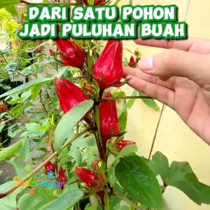 200 BUTIR BIJI/BENIH HERBA ROSELLA MERAH KEMASAN REPACK