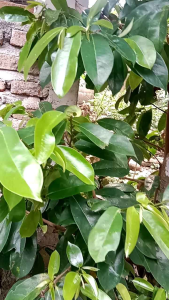 DAUN SIRSAK SEGAR UNTUK OBAT HERBAL TRADISIONAL 100 LEMBAR