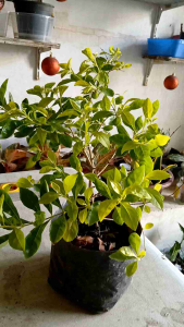 Golden Duranta (Duranta erecta often called Golden Dewdrop or Skyflower) is a fast-growing evergreen shrub. LIVE PLANT in POLYBAG
