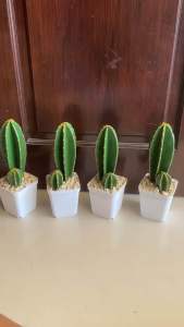 Tanaman Artifisial Kaktus Koboy Sukulen: Dekorasi Ruangan yang Praktis