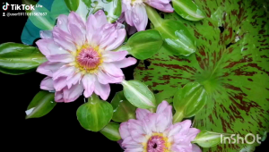 บัวนางกวัก สีชมพูอ่อน บัวใบลาย สวยทั้งใบ สวยทั้งดอก   บัวนางกวักเรียกทรัพย์​ บัวประดับ ปลูกเสริมฮวงจุ้ย​ ปลูกประดับหน้าบ้าน หน้าร้าน เรียกทรัพย์ บัวเสริมบารมีสำหรับผู้เกิดวันอังคารต้องมี บัวนำโชค ของมันต้องมี