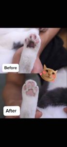 DERMACARE Foam Waterless Shampoo Clean Paw Chin Fur Tail Foot Cat dog rabbit