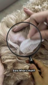 DERMACARE 2-in-1Eye Ear Tear Stain Odor Remover Cleaning for Cats Dogs Rabbit (Grooming) 100ml