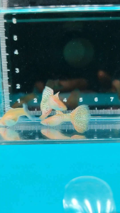 Gred A Guppy Wild Koi SB Ribbon/White Dragon/Albino Yellow King Cobra/Dumbo Koi SB/Dumbo White Tail/Wild Koi SB