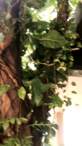 GAMIS HITAM BORDIR DAHLIA BUSUI BY SABELLA ABAYA