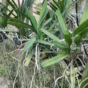 กล้วยไม่้เข็มม่วง ออกดอกหน้าร้อน ดอกสีสดมากเป็นพุ่ม