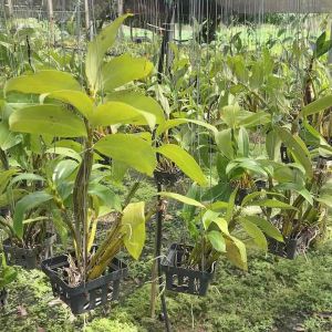 🙏ขายดี💕 เอื้องม่อนไข่ (Dendrobium thyrsiflorum)