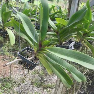 กล้วยไม้ช้างอายุ2-3 ปีในกระถาง3.5นิ้ว เริ่มให้ดอกแล้ว ต้นสมบูรณ์ ดอกหอมมาก