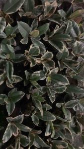 Tineke Rubber Tree