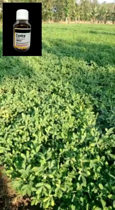 Herbisida Ampuh cadre 240 SL untuk Kacang Tanah