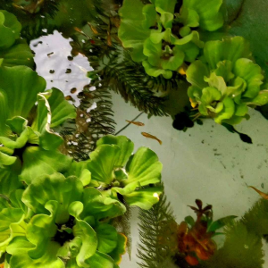 จอกแหนกุหลาบ ไซส์เล็ก คัดเกรด ออแกนิคปลอดสารพิษ สำหรับใส่อ่างเลี้ยงปลา หรือบำบัดน้ำในอ่าง จำนวน 1 ดอก