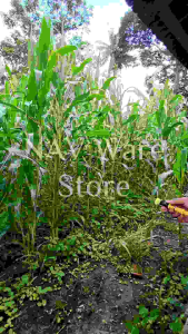 Nozzle Plastik Bunga 4 Lubang Lurus Drat Dalam M14 14mm / Mata Sprayer Alat Semprot Hama Tanaman Elektrik Manual 4 Titik / Nozel Spuyer Tangki Pompa Disinfektan Knapsack / Nozle Semprotan Desinfektan Gendong