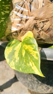 Media Tanam Daun Bambu Original