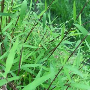 Bibit Rumput Palias & Pogonatherum Crinitum: Solusi Taman Kecil