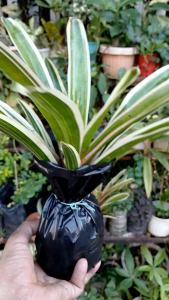 Bromeliad Neoregelia "Donger" live plant (in 3.5x3.5x10" nursery bag)