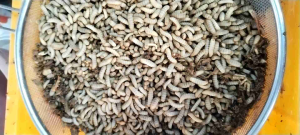 BSFL Live 70g Larvae protein for Reptiles and bird