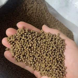 1 Kg Thức Ăn ( 3.0 mm) Cho Cá vàng Màu Cá ba đuôi Cá koi mini  cá sặc gấm cá Trâm Ớt mini tam giác vây xanh notho ngựa vằn cá Otto Ngọc trai cá Hồng Két cá Thanh Ngọc cá tai tượng cá lóc cá trê…. Và các loại cá kiểng cần ăn thức ăn hạt nhỏ