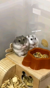 TEMPAT MAKAN HAMSTER MOTIF KAYU《PICTURE#1》