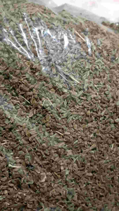 Benih Wortel Lokal Unggulan Jual Per 1 Kg