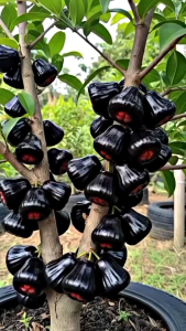 Selamat Datang Ditoko Kami Bibit Jambu Air Citra Hitam JUMBO🌱Sudah  Siap Ditanam Bibit Subur Tahan Maupun Di Planterbag Hasil Cangkok Yuk Dicekout Pemesanan Bisa COD Bayar Ditempat
